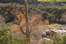 cottonwood trees and cactus